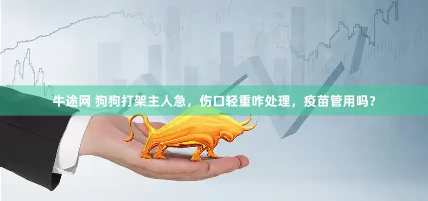 牛途网 狗狗打架主人急，伤口轻重咋处理，疫苗管用吗？